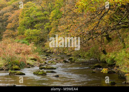 Badgworthy l'eau dans l'Doone Valley à l'automne sur le Devon et le Somerset boarder dans Exmoor National Park, en Angleterre. Banque D'Images