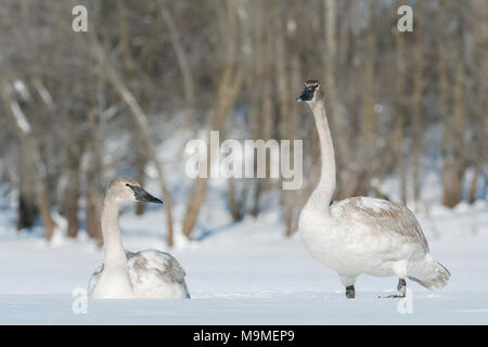 Les cygnes trompettes (Cygnus buccinator) reposant sur la rivière Sainte-Croix, WI, USA, février, par Domninqie Braud/Dembinsky Assoc Photo Banque D'Images