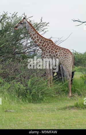 Girafe (Giraffa camelopardalis angolensis). Notez la forme, motif, de marquages manteau bas longueur de jambes, l'identification de cette sous-espèce. Des profils de navigation. Banque D'Images