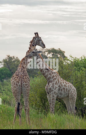 Girafe (Giraffa camelopardis). Avec les Oxpeckers à bec rouge (Buphagus erythorhynchus), perché sur le cou les libérant de ti Banque D'Images