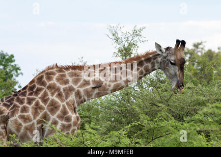 Girafe (Giraffa camelopardis). Browsing Acacia sp. feuillage, accompagné de Crave à bec rouge (Buphagus Oxpeckers erythorhynchus), perché sur le cou fr Banque D'Images
