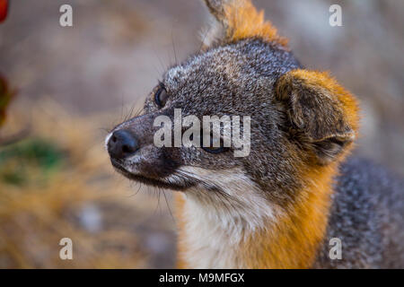 Un Channel Island Fox Close Up Banque D'Images