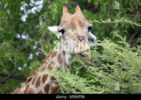 Girafe (Giraffa camelopardalis), la navigation sur le figuier de choix les tiges et les feuilles d'Acacia. Lèvres sensibles d'éviter les épines. Sélectionnez la langue aspire le Banque D'Images