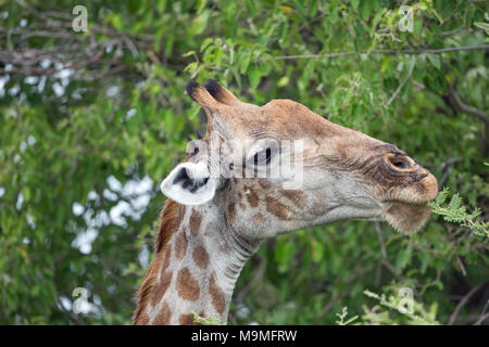 Girafe (Giraffa camelopardalis), la navigation sur le figuier de choix les tiges et les feuilles d'Acacia. Éviter les lèvres Sensitve épines. Le Botswana. Banque D'Images