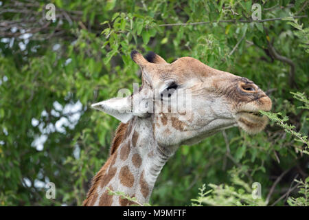 Girafe (Giraffa camelopardalis angolensis), la navigation sur le figuier de choix les tiges et les feuilles d'Acacia. Éviter les lèvres Sensitve épines. Le Botswana. Banque D'Images