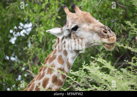 Girafe (Giraffa camelopardalis), la navigation sur le figuier de choix les tiges et les feuilles d'Acacia. Lèvres sensibles d'éviter les épines. Le Botswana. L'Afrique. Banque D'Images