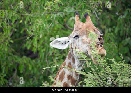 Girafe (Giraffa camelopardalis). La sélection de choix de feuilles au sommet d'un acacia. Vie Commensal à bec rouge prendre parasities Oxpeckers Banque D'Images