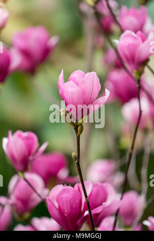 Fleur de magnolia rose isolé sur fond blanc Banque D'Images