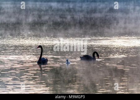 Cygne Noir à l'aube de la famille Banque D'Images