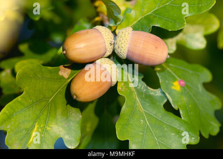 Le chêne commun, le chêne pédonculé (Quercus robur). Les glands mûrs sur une branche. Allemagne Banque D'Images