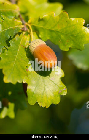 Le chêne commun, le chêne pédonculé (Quercus robur). Le maïs mûr sur une branche. Allemagne Banque D'Images