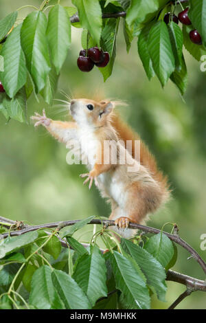 L'Écureuil roux (Sciurus vulgaris) qui s'étend lui-même pour les cerises mûres dans un cerisier. Allemagne Banque D'Images