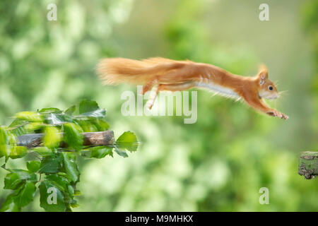 L'Écureuil roux (Sciurus vulgaris) sautant d'une branche à l'autre. Allemagne Banque D'Images