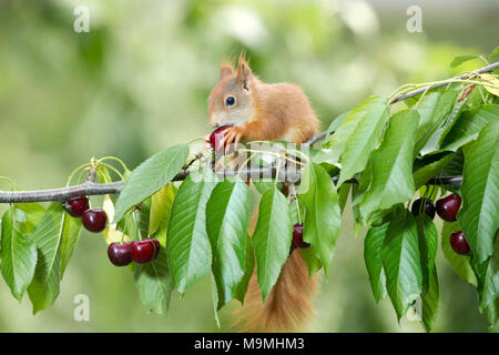 L'Écureuil roux (Sciurus vulgaris). Adulte commandant une cerise dans un cerisier. Allemagne Banque D'Images