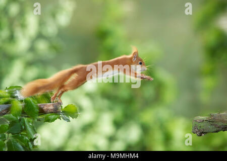 L'Écureuil roux (Sciurus vulgaris) sautant d'une branche à l'autre. Allemagne Banque D'Images