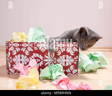 Chat chartreux. Kitten playing dans une boîte remplie de papier, beau jouet pour les chats. Allemagne Banque D'Images