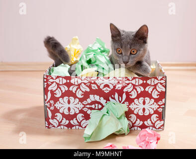 Chat chartreux. Kitten playing dans une boîte remplie de papier, beau jouet pour les chats. Allemagne Banque D'Images