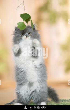 Persian cat. Chaton assis sur ses hanches sur un tapis, jouant avec des feuilles de bouleau. L'Allemagne. Banque D'Images