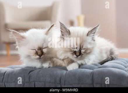 Chat Sacré de Birmanie. Deux chatons dormir sur un coussin. Allemagne Banque D'Images