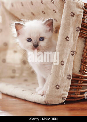 Chat Sacré de Birmanie. Chaton (4 semaines) siiting dans un panier. Allemagne Banque D'Images