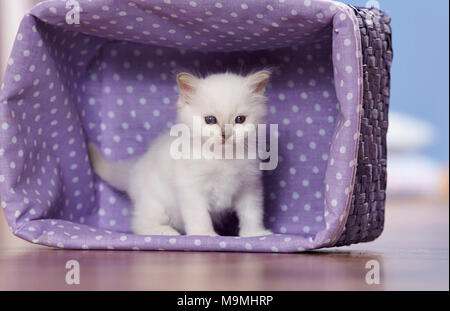 Chat Sacré de Birmanie. Chaton (4 semaines) debout dans un panier. L'Allemagne . Banque D'Images