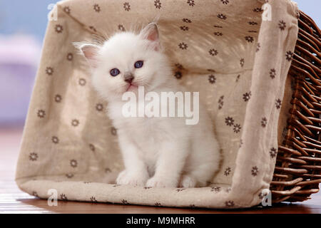 Chat Sacré de Birmanie. Chaton (4 semaines) assis dans un panier. Allemagne Banque D'Images