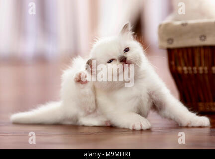 Chat Sacré de Birmanie. Chaton (4 semaines) en se grattant les oreilles avec une patte. Allemagne Banque D'Images