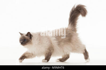 Chat Sacré de Birmanie. Quelques adultes. Studio photo sur un fond blanc. Allemagne Banque D'Images