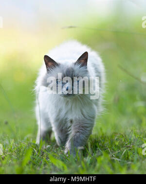 Chat Sacré de Birmanie. Vieux chat marche sur un pré, vu de face. Allemagne Banque D'Images