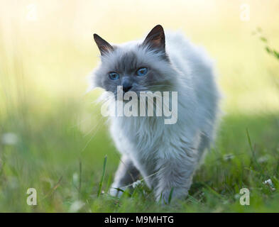 Chat Sacré de Birmanie. Vieux chat marche sur un pré, vu de face. Allemagne Banque D'Images