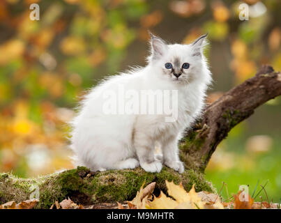 Sacré de Birmanie. Chaton debout sur un journal moussue. Allemagne Banque D'Images