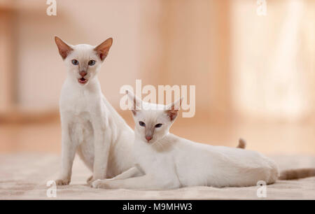 Siamese Cat. Deux jeunes assis et couché sur un tapis. Allemagne Banque D'Images