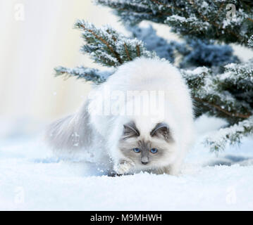 Chat Sacré de Birmanie. Chat adulte marchant dans la neige. Allemagne Banque D'Images