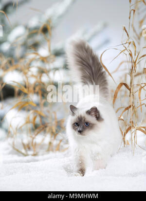 Chat Sacré de Birmanie. Chat adulte marchant dans la neige. Allemagne Banque D'Images