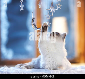 Noël : chat sacré de Birmanie à jouer avec la lune et les étoiles en verre fenêtre décorée dans une ambiance festive. Allemagne Banque D'Images