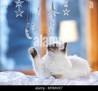 Noël : chat sacré de Birmanie à jouer avec la lune et les étoiles en verre fenêtre décorée dans une ambiance festive. Allemagne Banque D'Images