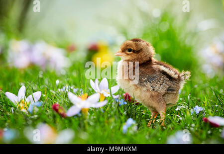 Welsummer poulet. Poulet en prairie en fleurs au printemps. Allemagne Banque D'Images