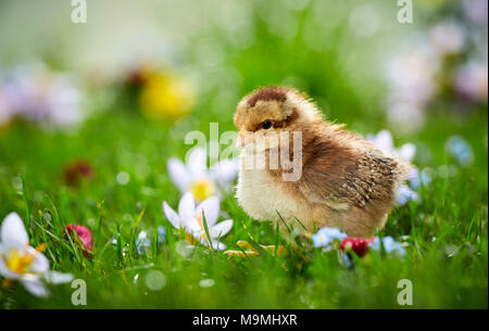 Welsummer poulet. Poulet en prairie en fleurs au printemps. Allemagne Banque D'Images