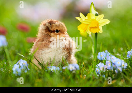Welsummer poulet. Poulet en prairie en fleurs au printemps. Allemagne Banque D'Images