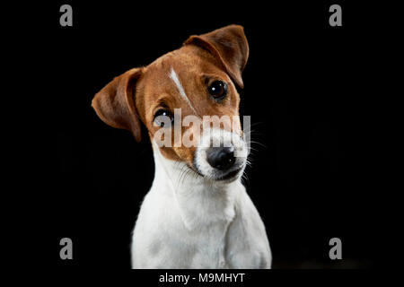 Jack Russell Terrier. Portrait d'adulte, vu sur un fond noir. Allemagne Banque D'Images