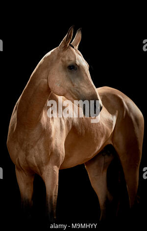 Akhal-Teke. Cheval adulte debout, vu sur un fond noir. Allemagne Banque D'Images