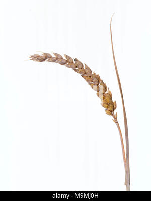 Le blé tendre, le blé tendre (Triticum aestivum), venu l'oreille. Studio photo contre un fond whote. Allemagne Banque D'Images