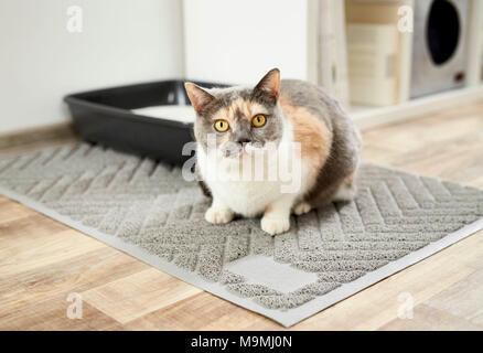 British Shorthair chat. En face d'adultes tricolore.sur la litière pour chat litière mat. Allemagne Banque D'Images