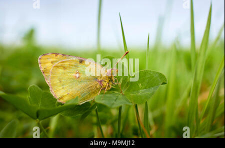 Jaune pâle brouillé (Colias hyale) sur le trèfle. L'Allemagne . Banque D'Images