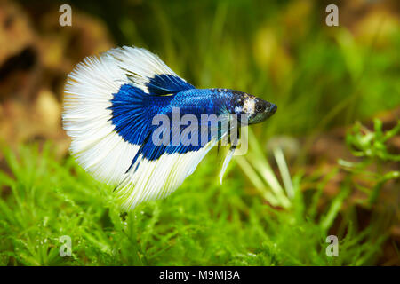 Poissons de combat siamois (Betta Splendens). Mâle dans un aquarium. L'Allemagne. Banque D'Images