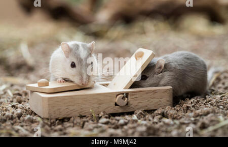 Gerbille domestiqués (Meriones unguiculatus). Deux adultes à toy, qui rejettent la nourriture lorsqu'ils sont traités. Allemagne Banque D'Images