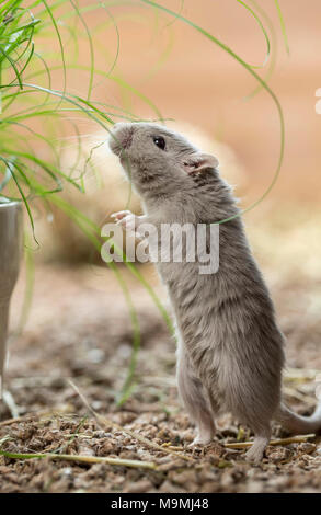 Gerbille domestiqués (Meriones unguiculatus). Des profils suivant pour herbe de chat. Allemagne Banque D'Images