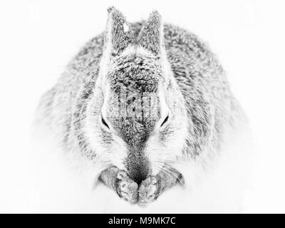 Lièvre variable (Lepus timidus) nettoie elle-même dans la neige, animal portrait, manteau d'hiver, le parc national des Hautes-Terres, Cairngroms Banque D'Images