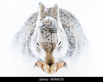 Lièvre variable (Lepus timidus) nettoie elle-même dans la neige, animal portrait, manteau d'hiver, le parc national des Hautes-Terres, Cairngroms Banque D'Images