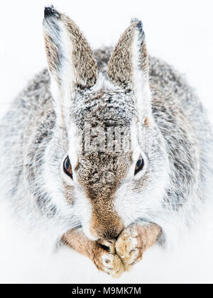 Lièvre variable (Lepus timidus) nettoie elle-même dans la neige, animal portrait, manteau d'hiver, le parc national des Hautes-Terres, Cairngroms Banque D'Images